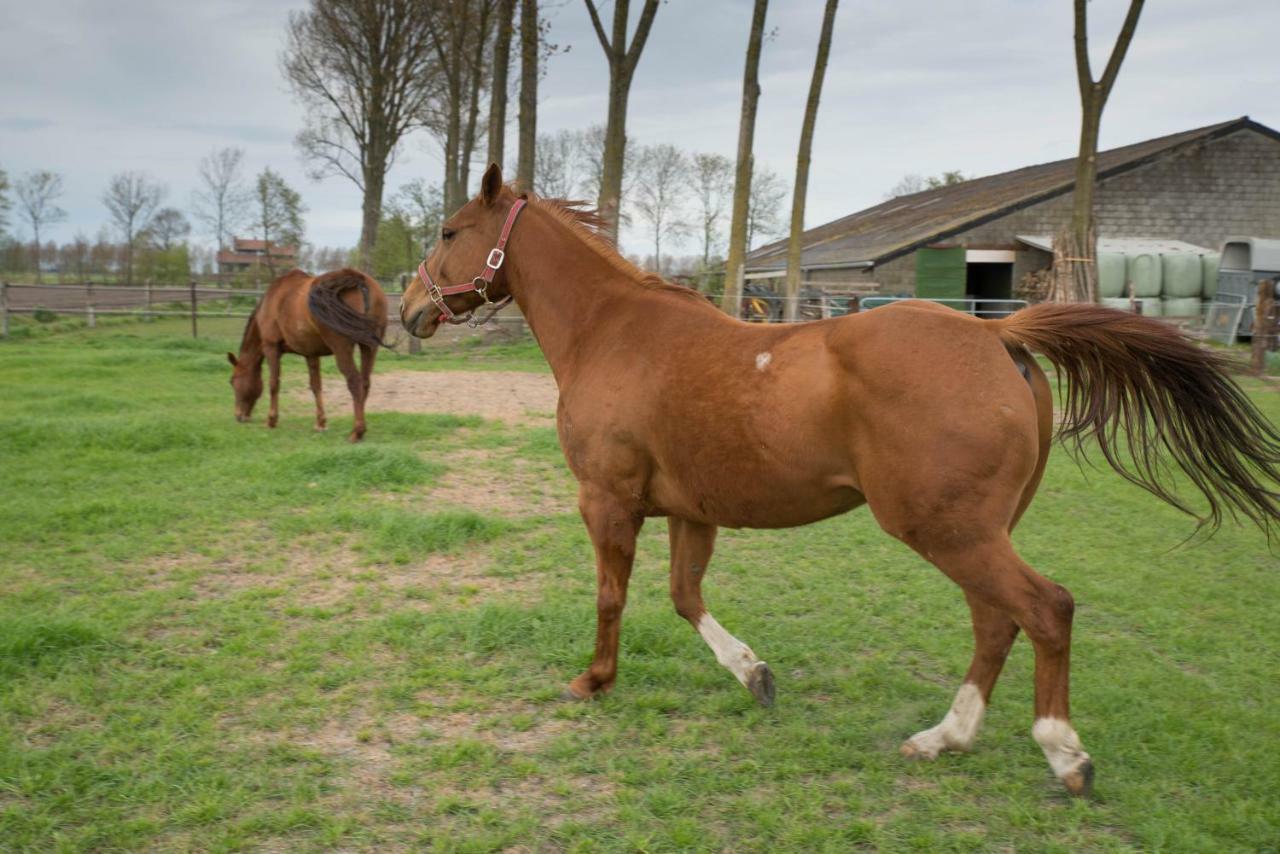 Boeren Biezen Bed Landelijk Exterior photo
